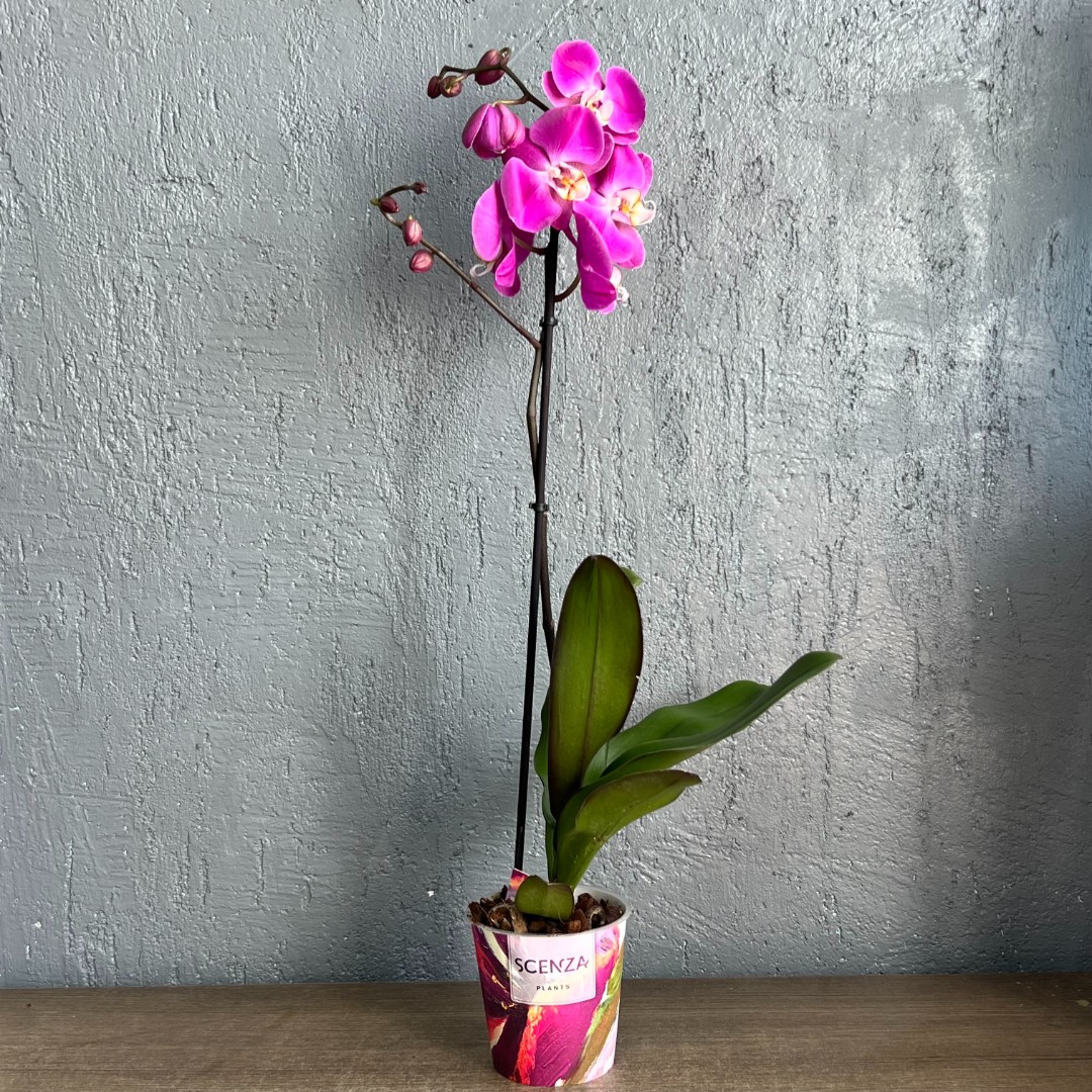 Орхидея Фаленопсис фиолетовая  д.12