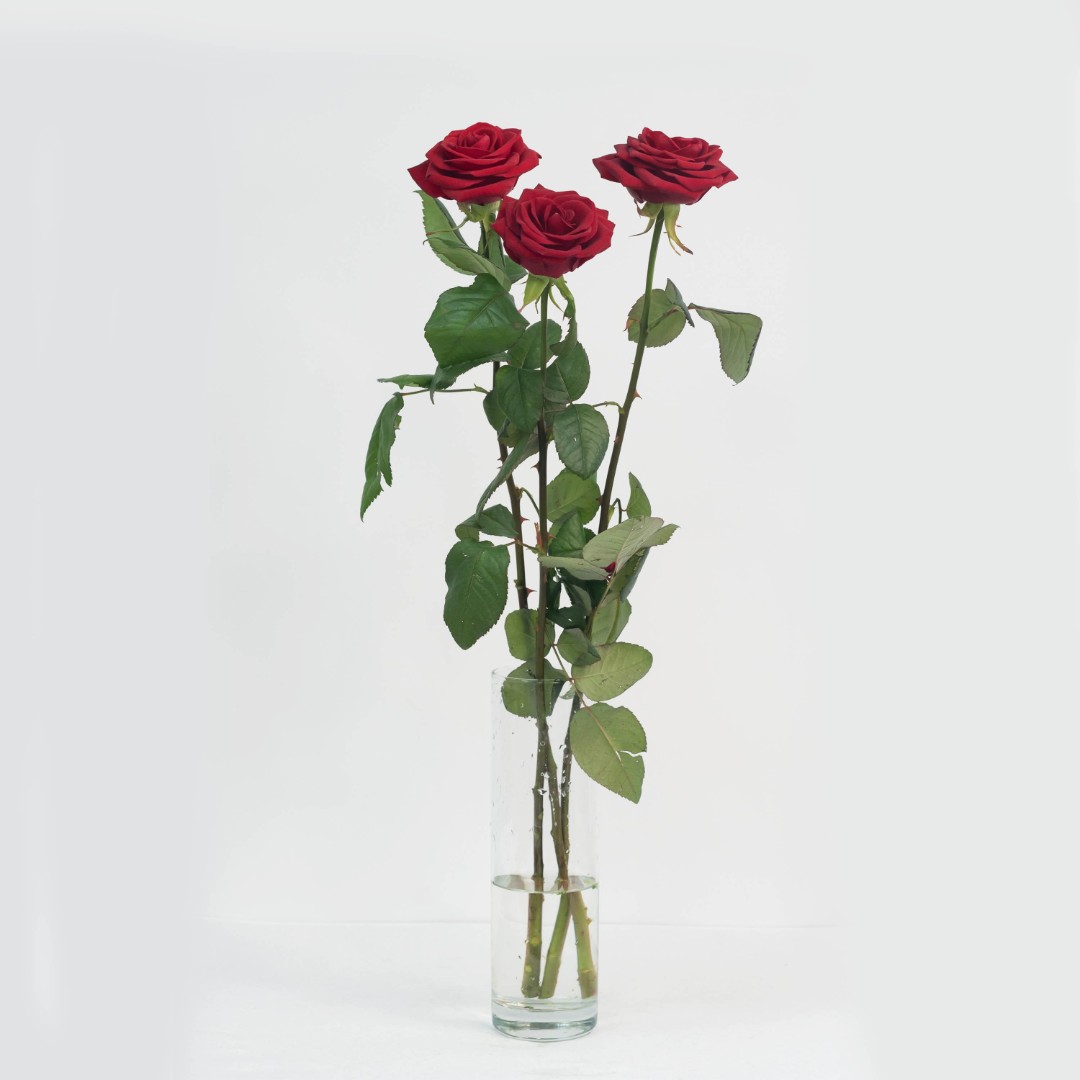 Роза красная 50 см. 1 шт
