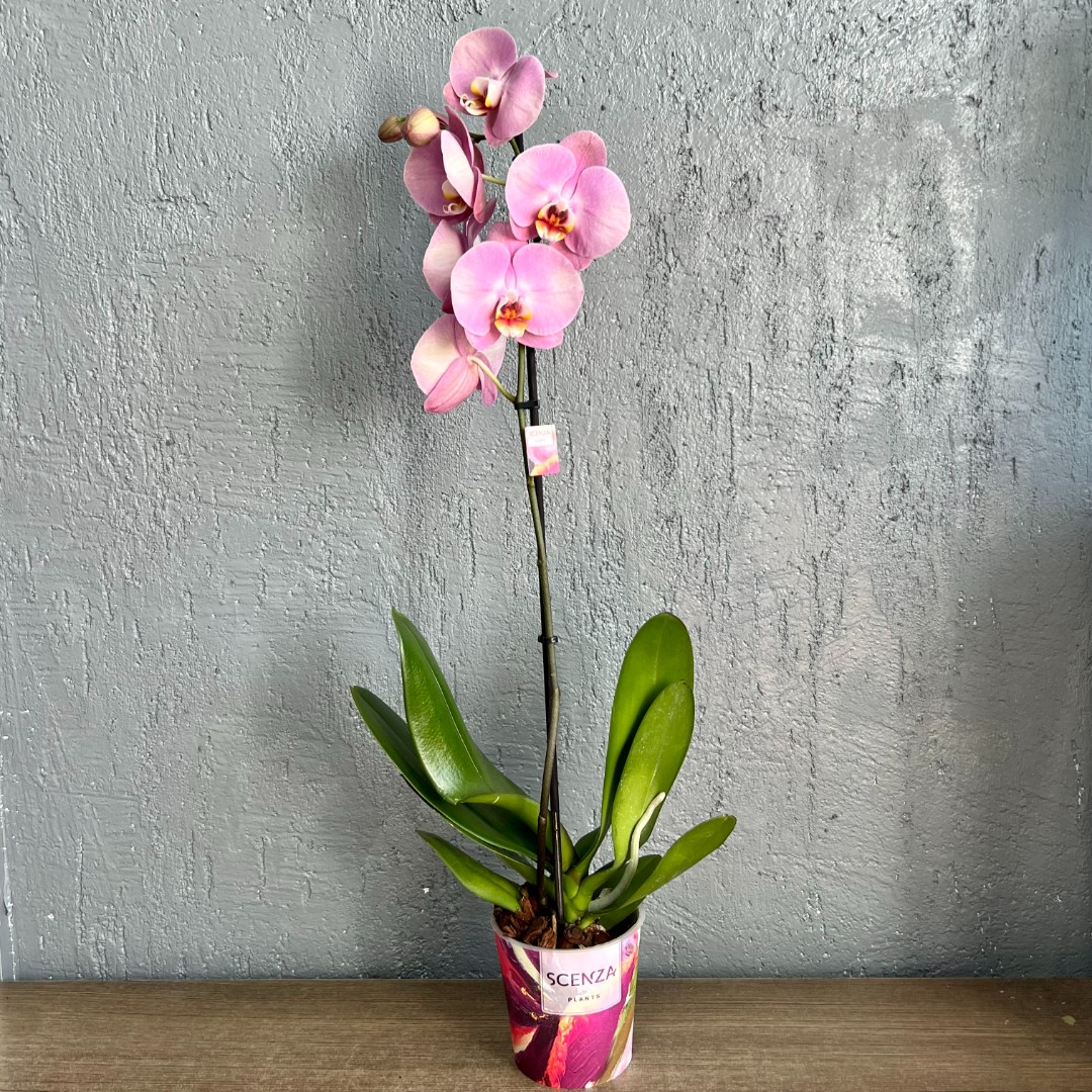 Орхидея Фаленопсис розовая  д.12